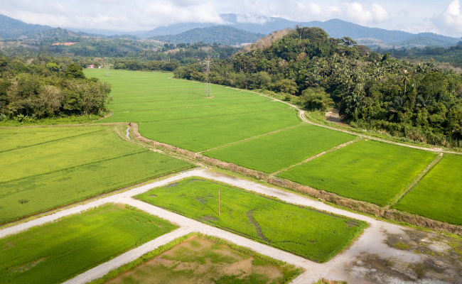 Lahan Siap, Panen Maksimal: Pentingnya Penyiapan Lahan dalam Pertanian Berkelanjutan